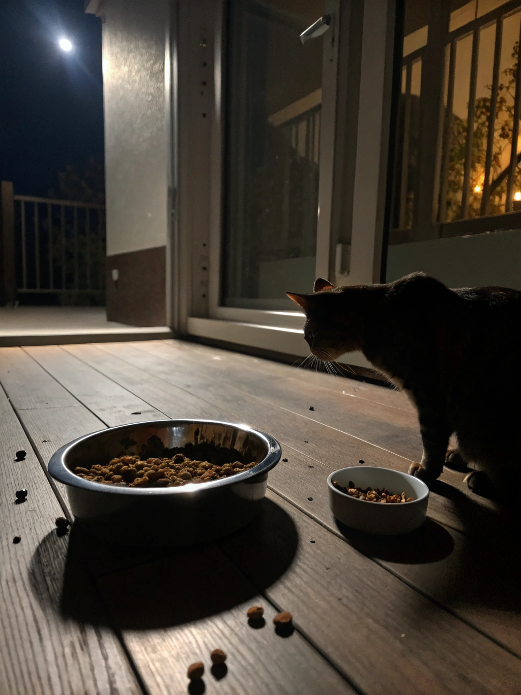 Nighttime cat behavior